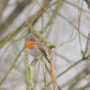 Erithacus rubecula (Muscicapidae)  - Rougegorge familier - European Robin Nord [France] 18/02/2015 - 20m