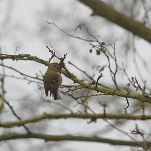 Regulus regulus (Regulidae)  - Roitelet huppé - Goldcrest Nord [France] 18/02/2015 - 20m