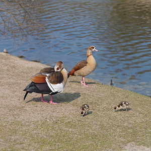 Alopochen aegyptiaca (Anatidae)  - Ouette d'Égypte, Oie d'Égypte - Egyptian Goose Nord [France] 16/03/2015 - 20m