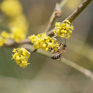 Apis mellifera (Apidae)  - Abeille domestique, Abeille européenne, Abeille mellifère, Mouche à miel - Honey Bee Nord [France] 05/03/2015 - 20m