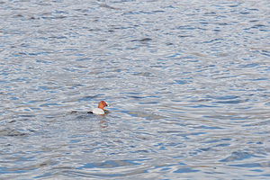 Aythya ferina (Anatidae)  - Fuligule milouin - Common Pochard Nord [France] 04/03/2015 - 20m