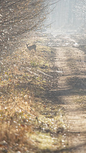 Capreolus capreolus (Cervidae)  - Chevreuil européen, Chevreuil, Brocard (mâle), Chevrette (femelle) - Roe Deer Marne [France] 08/03/2015 - 210m