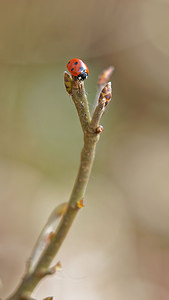 Coccinella septempunctata (Coccinellidae)  - Coccinelle à 7 points, Coccinelle, Bête à bon Dieu - Seven-spot Ladybird  [France] 07/03/2015 - 160m