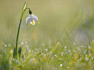 Leucojum vernum Nivéole de printemps, Nivéole printanière Spring Snowflake