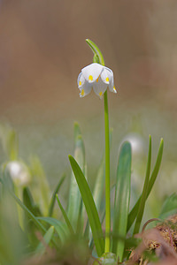 Leucojum vernum (Amaryllidaceae)  - Nivéole de printemps, Nivéole printanière - Spring Snowflake  [France] 07/03/2015 - 170m