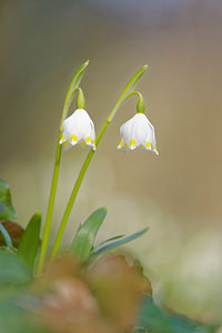 Leucojum vernum Nivéole de printemps, Nivéole printanière Spring Snowflake