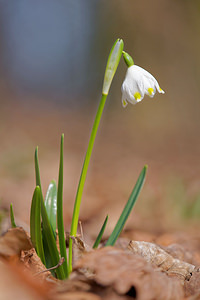 Leucojum vernum Nivéole de printemps, Nivéole printanière Spring Snowflake