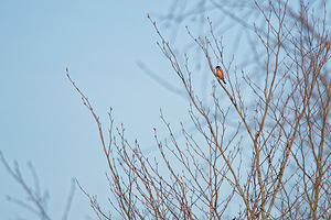 Pyrrhula pyrrhula (Fringillidae)  - Bouvreuil pivoine - Eurasian Bullfinch Marne [France] 08/03/2015 - 220m