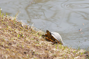 Trachemys scripta (Emydidae)  - Tortue de Floride - Red-eared Terrapin Nord [France] 16/03/2015 - 20m