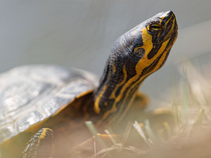 Trachemys scripta (Emydidae)  - Tortue de Floride - Red-eared Terrapin Nord [France] 16/03/2015 - 20m