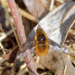Bombylius major (Bombyliidae)  - Grand bombyle - Bee Fly Nord [France] 07/04/2015 - 40m
