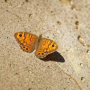 Lasiommata megera (Nymphalidae)  - Mégère, Satyre - Wall Gard [France] 21/04/2015 - 140m