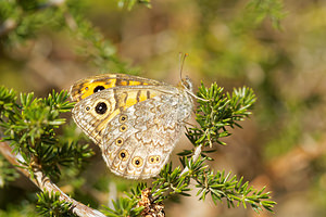 Lasiommata megera (Nymphalidae)  - Mégère, Satyre - Wall Gard [France] 21/04/2015 - 140m