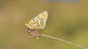 Melitaea cinxia (Nymphalidae)  - Mélitée du Plantain - Glanville Fritillary Gard [France] 21/04/2015 - 140m