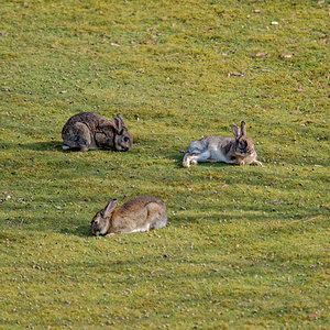 Oryctolagus cuniculus (Leporidae)  - Lapin de garenne - European Rabbit Nord [France] 07/04/2015 - 30m