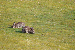 Oryctolagus cuniculus (Leporidae)  - Lapin de garenne - European Rabbit Nord [France] 07/04/2015 - 30m