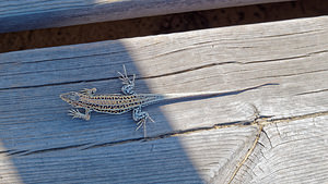 Acanthodactylus erythrurus (Lacertidae)  El Condado [Espagne] 10/05/2015 - 20m