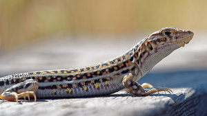 Acanthodactylus erythrurus (Lacertidae)  El Condado [Espagne] 10/05/2015 - 20m