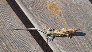 Acanthodactylus erythrurus (Lacertidae)  El Condado [Espagne] 10/05/2015 - 20m