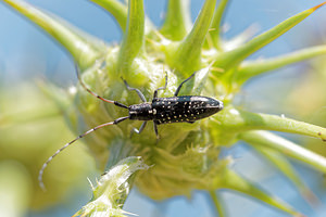Agapanthia irrorata (Cerambycidae)  - Agapanthie perlée El Condado [Espagne] 09/05/2015 - 10m
