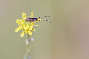 Agapanthia suturalis (Cerambycidae)  Nororma [Espagne] 06/05/2015 - 620m