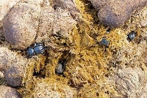 Akis granulifera (Tenebrionidae)  El Condado [Espagne] 09/05/2015 - 10m