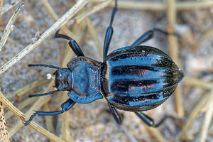 Akis granulifera (Tenebrionidae)  Comarque metropolitaine de Huelva [Espagne] 11/05/2015 - 10m