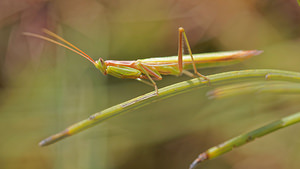 Ameles picteti (Mantidae)  Antequera [Espagne] 06/05/2015 - 720m