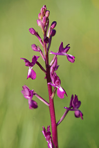 Anacamptis laxiflora (Orchidaceae)  - Anacamptide à fleurs lâches, Orchis à fleurs lâches - Loose-flowered Orchid Sierra de Cadix [Espagne] 09/05/2015 - 890m