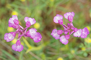 Anacamptis morio x Anacamptis papilionacea (Orchidaceae)  - Hybride entre lAnacamptide bouffon et lAnacamptide papilionacéeAnacamptis morio x Anacamptis papilionacea. Pyrenees-Orientales [France] 02/05/2015 - 30m