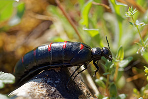 Berberomeloe majalis (Meloidae)  Nororma [Espagne] 06/05/2015 - 700m