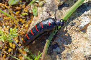 Berberomeloe majalis (Meloidae)  Nororma [Espagne] 06/05/2015 - 700m