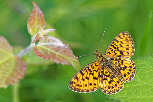 Boloria selene (Nymphalidae)  - Petit Collier argenté - Small Pearl-bordered Fritillary Gironde [France] 17/05/2015 - 80m