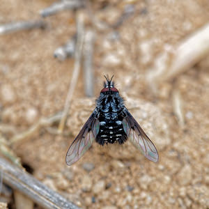 Bombylella atra (Bombyliidae)  Albacete [Espagne] 04/05/2015 - 450m