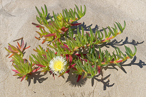 Carpobrotus edulis (Aizoaceae)  - Ficoïde douce, Griffe de sorcière, Figuier des Hottentots, Carpobrote doux - Hottentot-fig Comarque metropolitaine de Huelva [Espagne] 11/05/2015 - 10m