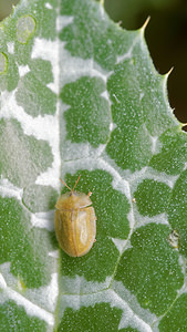 Cassida flaveola (Chrysomelidae)  - Pale Tortoise Beetle Albacete [Espagne] 03/05/2015 - 440m