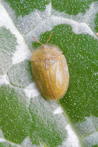 Cassida flaveola (Chrysomelidae)  - Pale Tortoise Beetle Albacete [Espagne] 03/05/2015 - 440m