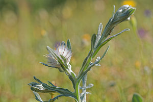 Centaurea eriophora (Asteraceae)  - Centaurée laineuse Antequera [Espagne] 06/05/2015 - 700m