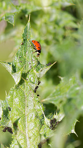 Ceratomegilla undecimnotata (Coccinellidae)  Aveyron [France] 02/05/2015 - 640m