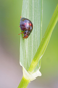 Chilocorus bipustulatus (Coccinellidae)  - Coccinelle des landes - Heather Ladybird Comarca de la Alpujarra Granadina [Espagne] 13/05/2015 - 1520m