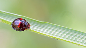 Chilocorus bipustulatus (Coccinellidae)  - Coccinelle des landes - Heather Ladybird Comarca de la Alpujarra Granadina [Espagne] 13/05/2015 - 1520m