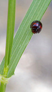 Chilocorus bipustulatus (Coccinellidae)  - Coccinelle des landes - Heather Ladybird Comarca de la Alpujarra Granadina [Espagne] 13/05/2015 - 1520m