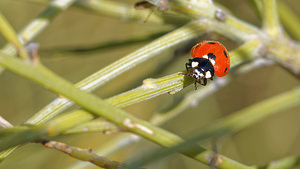 Coccinella septempunctata (Coccinellidae)  - Coccinelle à 7 points, Coccinelle, Bête à bon Dieu - Seven-spot Ladybird Comarque metropolitaine de Huelva [Espagne] 11/05/2015 - 10m