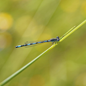 Coenagrion mercuriale (Coenagrionidae)  - Agrion de Mercure - Southern Damselfly Comarca de Alhama [Espagne] 12/05/2015 - 870m