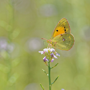 Colias crocea (Pieridae)  - Souci - Clouded Yellow Bas-Ebre [Espagne] 03/05/2015