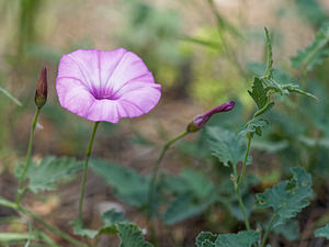 Convolvulus althaeoides (Convolvulaceae)  - Liseron fausse mauve - Mallow-leaved Bindweed Nororma [Espagne] 06/05/2015 - 520m