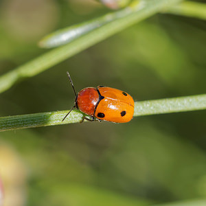 Cryptocephalus bimaculatus (Chrysomelidae)  Nororma [Espagne] 06/05/2015 - 700m