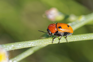 Cryptocephalus bimaculatus (Chrysomelidae)  Nororma [Espagne] 06/05/2015 - 700m