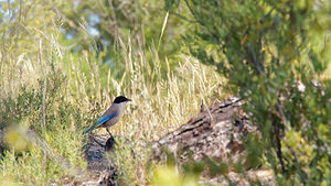 Cyanopica cyanus (Corvidae)  - Pie bleue El Condado [Espagne] 10/05/2015 - 20m