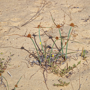 Cyperus capitatus (Cyperaceae)  - Souchet en tête, Souchet en bouquet arrondi, Souchet à têtes El Condado [Espagne] 10/05/2015 - 20m